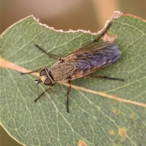 Anabarhynchus sp. (genus) (Stiletto Fly (Sub-family Therevinae)) at Yarralumla, ACT by KarinNeufeld