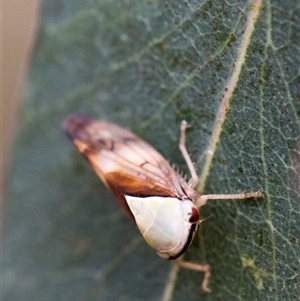 Brunotartessus fulvus (Yellow-headed Leafhopper) at Yarralumla, ACT by KarinNeufeld