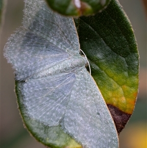 Poecilasthena thalassias at Yarralumla, ACT - 16 Nov 2024