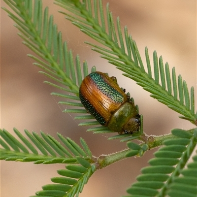 Calomela vittata (Acacia leaf beetle) at Yarralumla, ACT - 15 Nov 2024 by KarinNeufeld