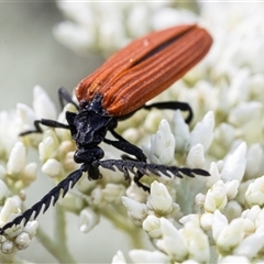 Porrostoma rhipidium (Long-nosed Lycid (Net-winged) beetle) at Yarralumla, ACT - 9 Nov 2024 by KarinNeufeld