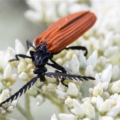 Porrostoma rhipidium (Long-nosed Lycid (Net-winged) beetle) at Yarralumla, ACT - 8 Nov 2024 by KarinNeufeld