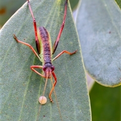 Torbia viridissima (Gum Leaf Katydid) at Yarralumla, ACT - 9 Nov 2024 by KarinNeufeld