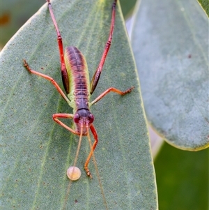 Torbia viridissima (Gum Leaf Katydid) at Yarralumla, ACT by KarinNeufeld