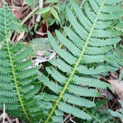 Blechnum neohollandicum at Pipeclay, NSW - 19 Nov 2024 by MVM