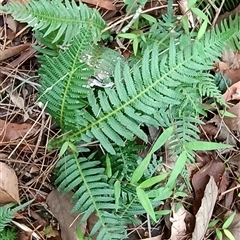 Blechnum neohollandicum at Pipeclay, NSW - suppressed