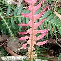 Blechnum neohollandicum at Pipeclay, NSW - suppressed