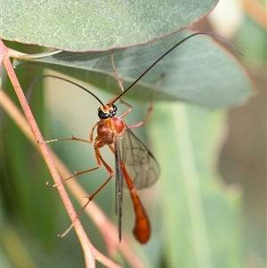 Ichneumonidae (family) (Unidentified ichneumon wasp) at Yarralumla, ACT by KarinNeufeld