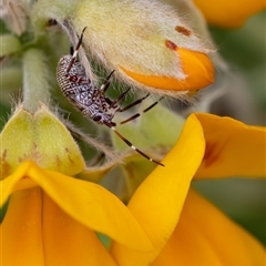 Hemiptera (order) (Unidentified True Bug) at Acton, ACT - 3 Nov 2024 by KarinNeufeld