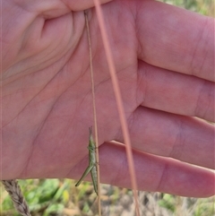 Keyacris scurra (Key's Matchstick Grasshopper) at Tarago, NSW - 19 Nov 2024 by clarehoneydove