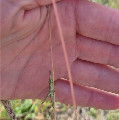 Keyacris scurra (Key's Matchstick Grasshopper) at Tarago, NSW - 19 Nov 2024 by clarehoneydove