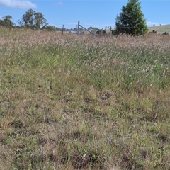 Keyacris scurra at Tarago, NSW - 19 Nov 2024 04:41 PM