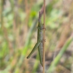 Keyacris scurra at Tarago, NSW - 19 Nov 2024 04:41 PM