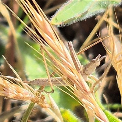 Keyacris scurra (Key's Matchstick Grasshopper) at Tarago, NSW - 19 Nov 2024 by clarehoneydove