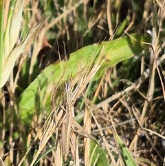 Keyacris scurra at Tarago, NSW - 19 Nov 2024 04:58 PM