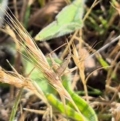 Keyacris scurra at Tarago, NSW - 19 Nov 2024 04:58 PM