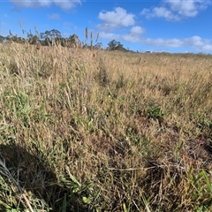 Keyacris scurra at Tarago, NSW - 19 Nov 2024