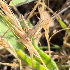 Keyacris scurra at Tarago, NSW - 19 Nov 2024 04:58 PM