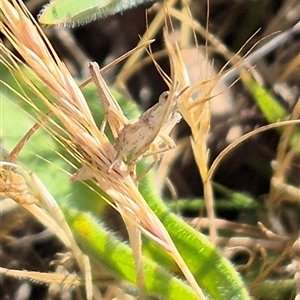 Keyacris scurra at Tarago, NSW - 19 Nov 2024