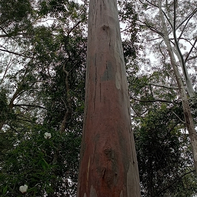 Eucalyptus saligna by MVM