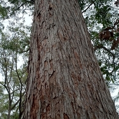 Eucalyptus microcorys at Pipeclay, NSW - 19 Nov 2024 by MVM