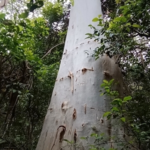 Eucalyptus saligna at Pipeclay, NSW by MVM