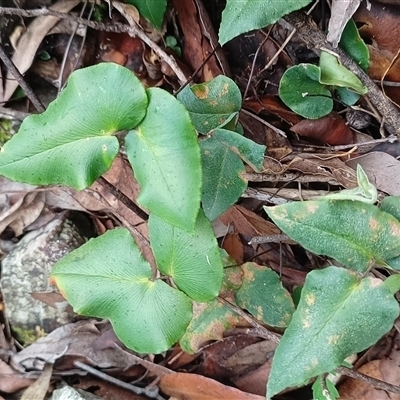 Unidentified Plant at Pipeclay, NSW - 19 Nov 2024 by MVM