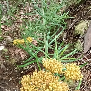 Unidentified Plant at Pipeclay, NSW by MVM