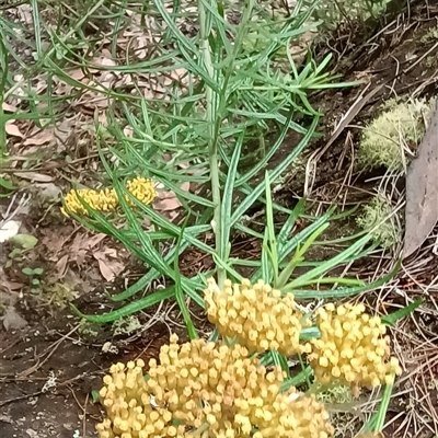 Unidentified Plant at Pipeclay, NSW - 19 Nov 2024 by MVM