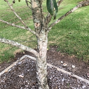 Tristaniopsis laurina (Kanooka, Water Gum) at Berry, NSW by CatherineGorman