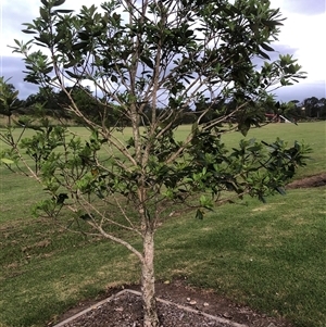 Tristaniopsis laurina at Berry, NSW - 15 Nov 2024