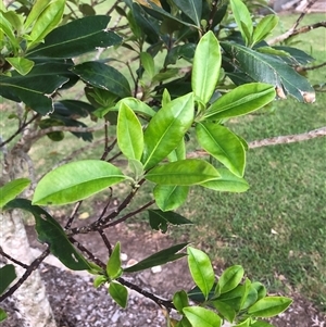 Tristaniopsis laurina at Berry, NSW - 15 Nov 2024