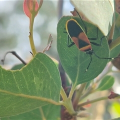 Dindymus versicolor (Harlequin Bug) at Gunning, NSW - 19 Nov 2024 by clarehoneydove