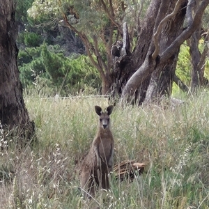 Macropus giganteus at Gunning, NSW - 19 Nov 2024