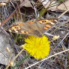 Junonia villida (Meadow Argus) at Gunning, NSW - 19 Nov 2024 by clarehoneydove