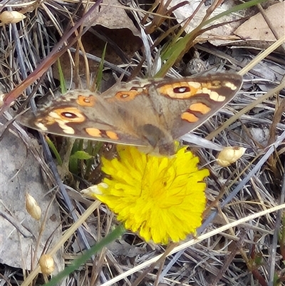 Junonia villida (Meadow Argus) at Gunning, NSW - 18 Nov 2024 by clarehoneydove