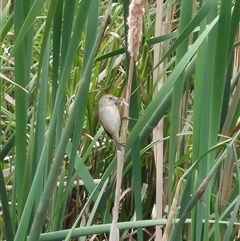 Acrocephalus australis (Australian Reed-Warbler) at Crookwell, NSW - 19 Nov 2024 by clarehoneydove