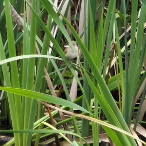 Acrocephalus australis at Crookwell, NSW - 19 Nov 2024