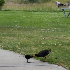 Gallinula tenebrosa (Dusky Moorhen) at Crookwell, NSW - 19 Nov 2024 by clarehoneydove