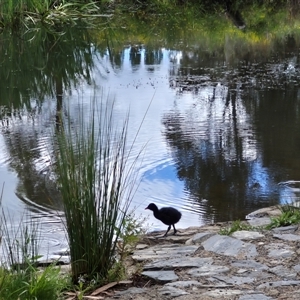 Gallinula tenebrosa at Crookwell, NSW - 19 Nov 2024 11:31 AM