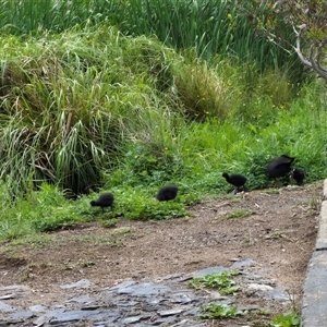 Gallinula tenebrosa at Crookwell, NSW - 19 Nov 2024 11:31 AM