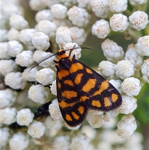 Asura lydia (Lydia Lichen Moth) at Penrose, NSW by Aussiegall