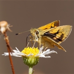 Ocybadistes walkeri (Green Grass-dart) at Chisholm, ACT - 18 Nov 2024 by RomanSoroka