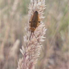 Ellipsidion humerale (Common Ellipsidion) at Gunning, NSW - 19 Nov 2024 by clarehoneydove