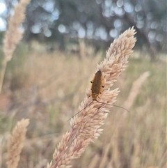 Ellipsidion humerale at Gunning, NSW - 19 Nov 2024 09:56 AM