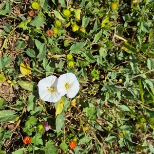 Convolvulus arvensis (Bindweed) at Crookwell, NSW by clarehoneydove