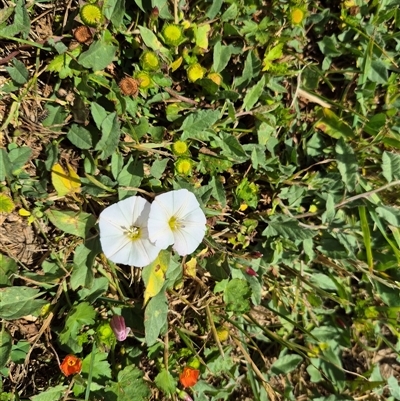 Convolvulus arvensis (Bindweed) at Crookwell, NSW - 19 Nov 2024 by clarehoneydove