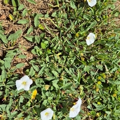 Convolvulus arvensis at Crookwell, NSW - 19 Nov 2024 11:44 AM