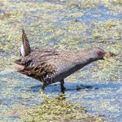 Porzana fluminea (Australian Spotted Crake) at Fyshwick, ACT - 19 Nov 2024 by RomanSoroka