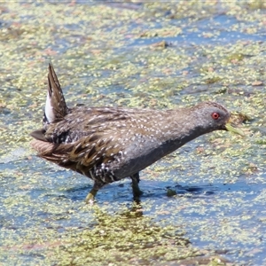 Porzana fluminea (Australian Spotted Crake) at Fyshwick, ACT by RomanSoroka